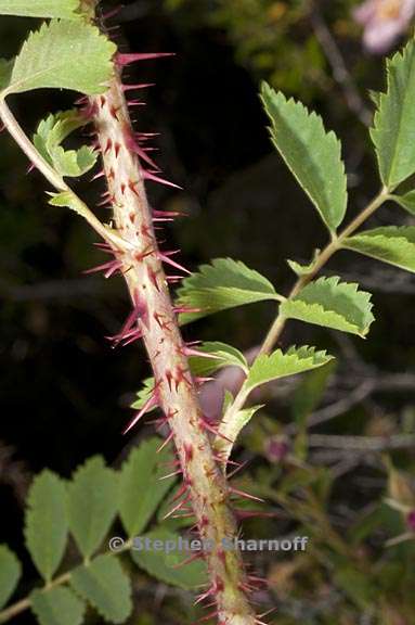 rosa woodsii ssp gratissima 6 graphic